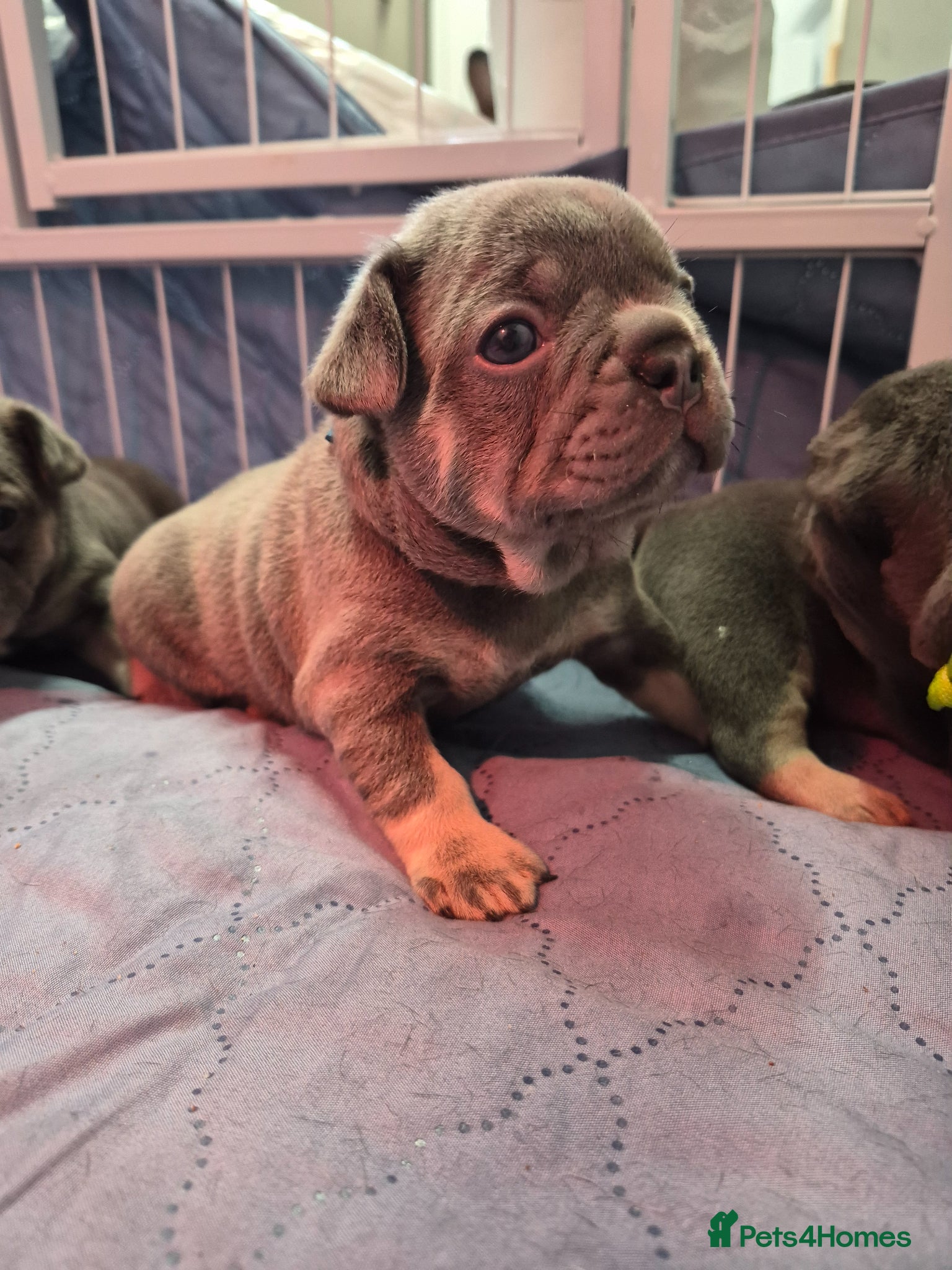 French Bulldog dogs 2 Lilac and tan frenchies read description - Advert 9