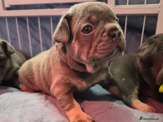 French Bulldog dogs 2 Lilac and tan frenchies read description - Advert 9