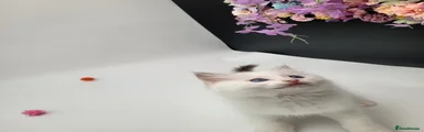 Whiskers