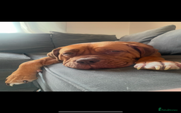 Mixed Breed dogs for sale: Beautiful Girl, sad circumstances  - Advert 7