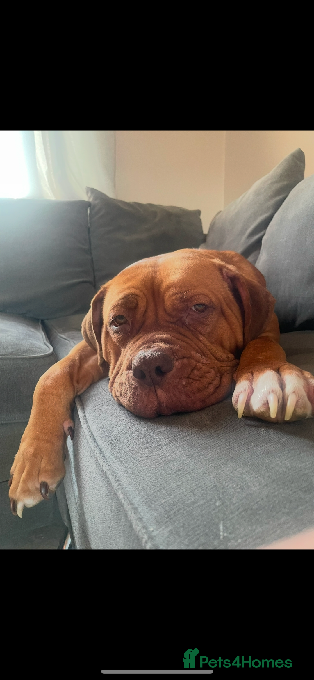 Mixed Breed dogs for sale: Beautiful Girl, sad circumstances  - Advert 7