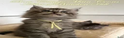 Maine Coon cats for sale: 🐾 Exceptional TICA Registered Maine Coon Kittens in Skegness - Advert 12