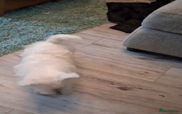 West Highland Terrier dogs for sale: **ready now** KC show line girl - Image 9