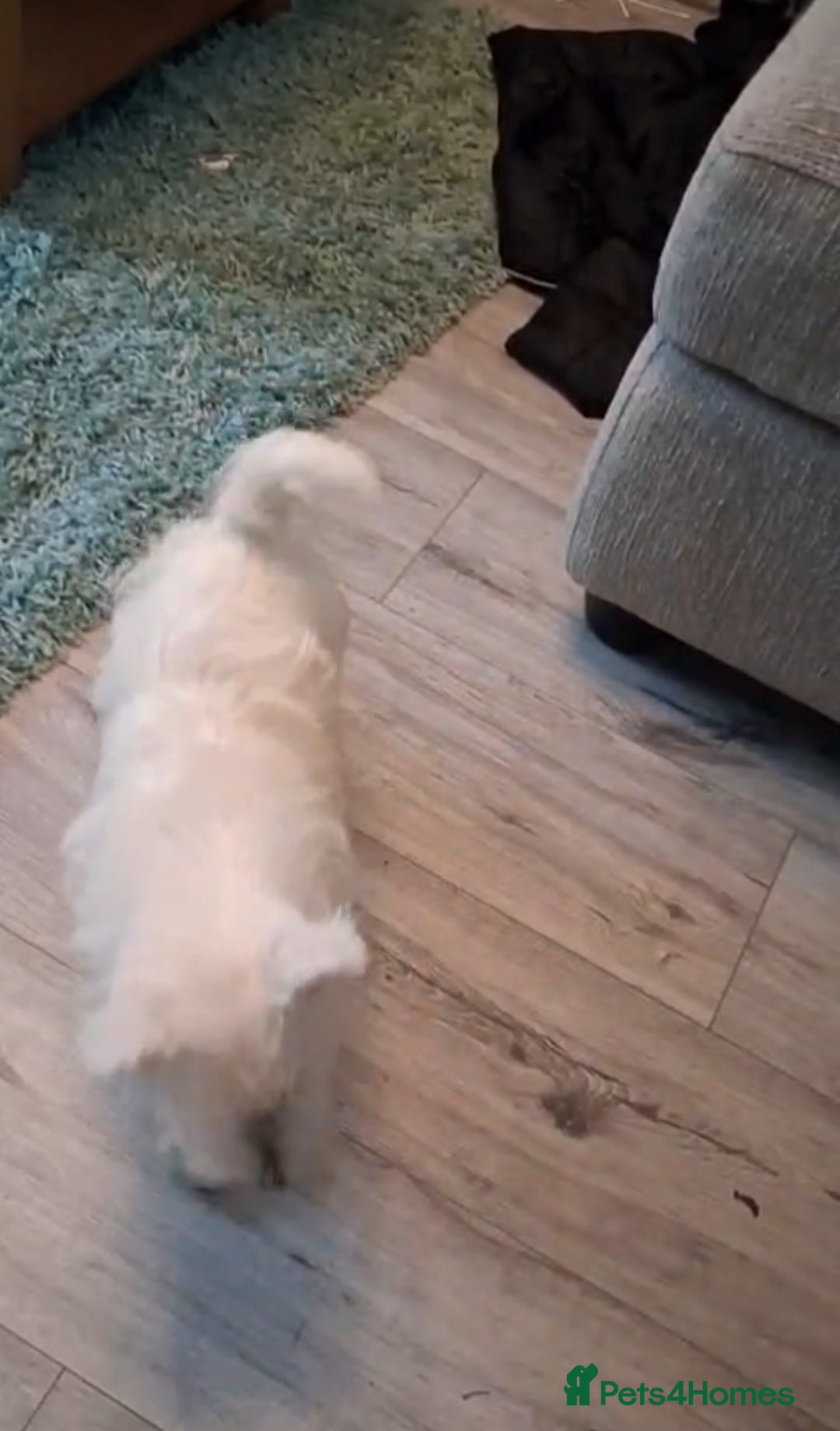 West Highland Terrier dogs for sale: **ready now** KC show line girl - Image 9