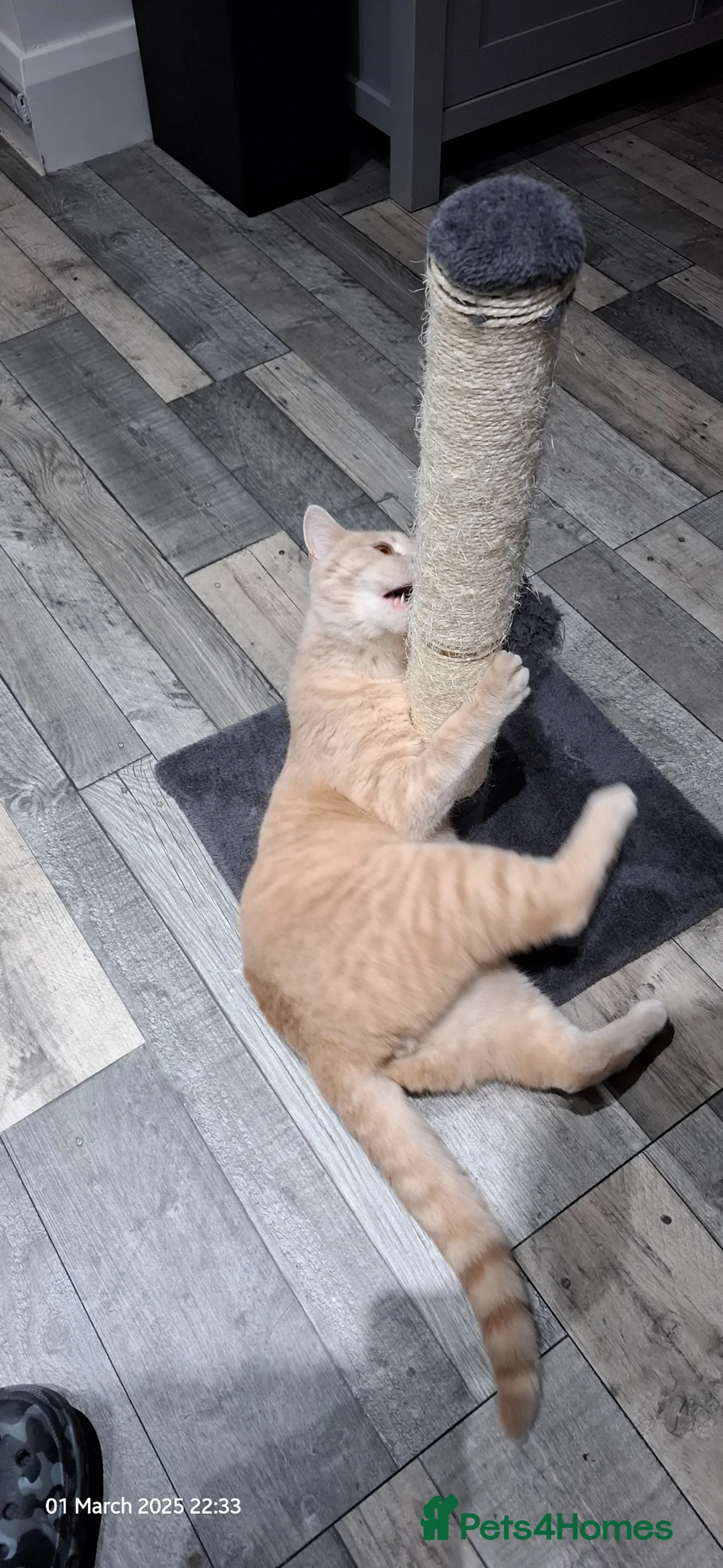Mixed Breed cats for sale: Cream And Ginger Cat - Advert 2