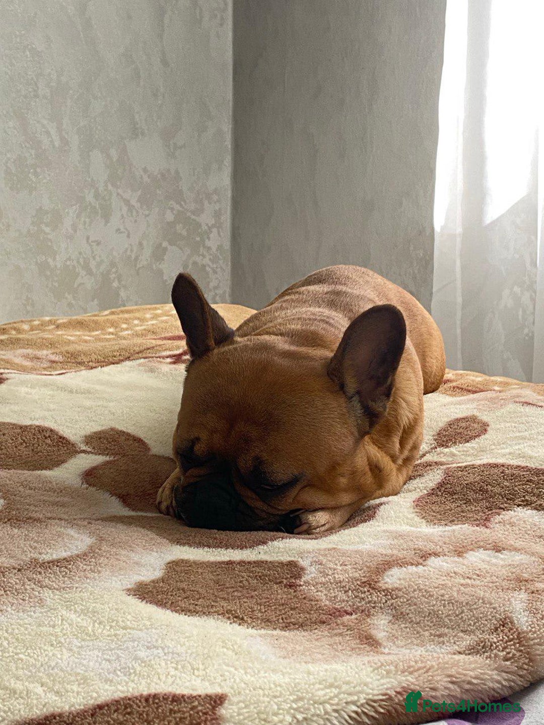 French Bulldog dogs for adoption:  FREYA – French Bulldog (Female) - Advert 2