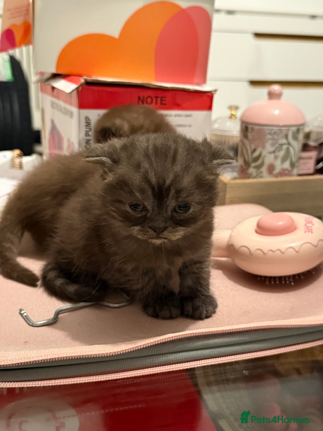 British Shorthair cats for sale: Gorgeous British Shorthair/Scottish Fold kittens - Advert 5