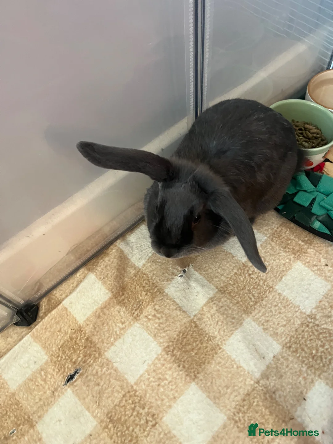 Mini Lop rabbits for sale: Grey mini pop rabbit  - Advert 8