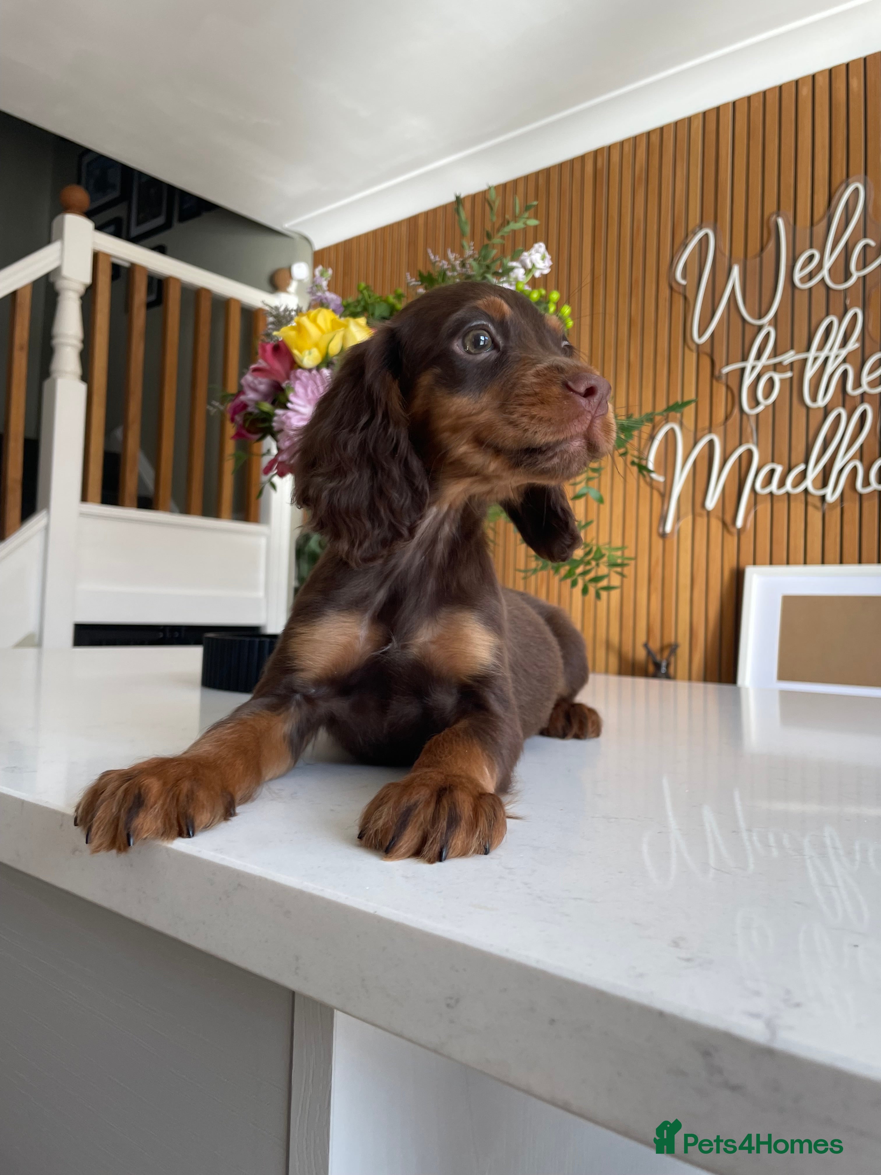 Cocker Spaniel dogs Outstanding Pedigree lines Cocker Spaniel Puppies. - Advert 1