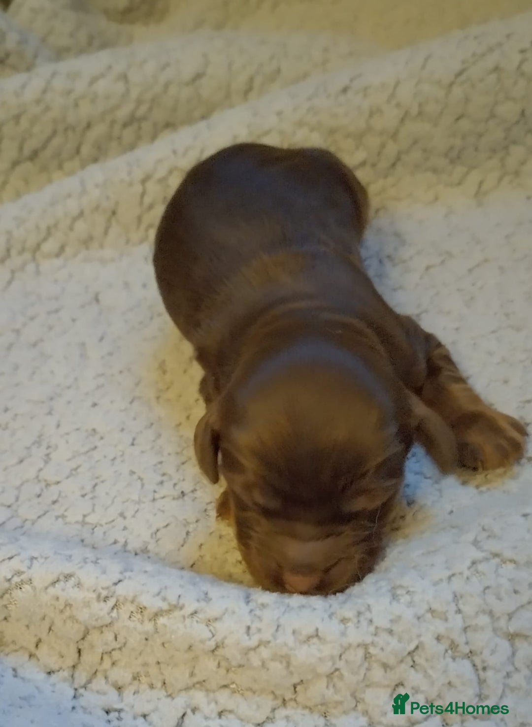 Cockapoo dogs for sale: 5 beautiful cockapoo’s  - Image 9