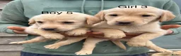 Labrador Retriever dogs for sale: Yellow lab pups  in Bishops Castle - Advert 6
