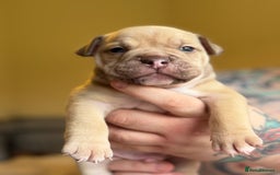 Mixed Breed dogs for sale: Stunning English bulldog mix pocket bully  - Image 27