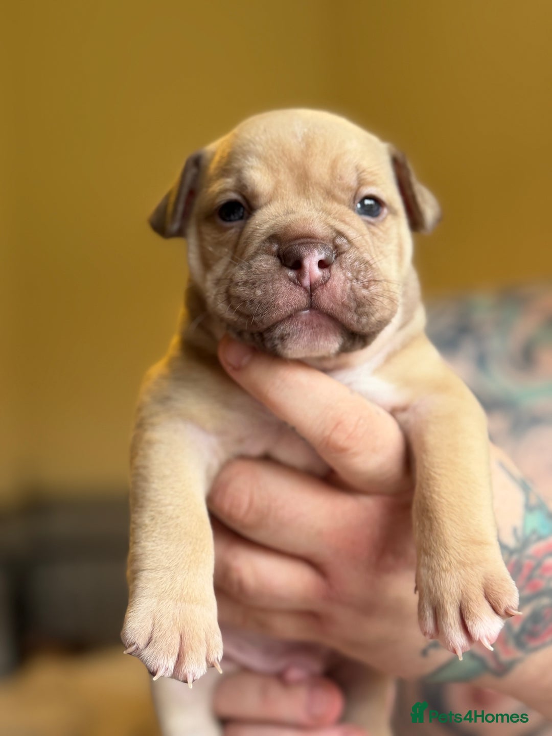Mixed Breed dogs for sale: Stunning English bulldog mix pocket bully  - Image 27