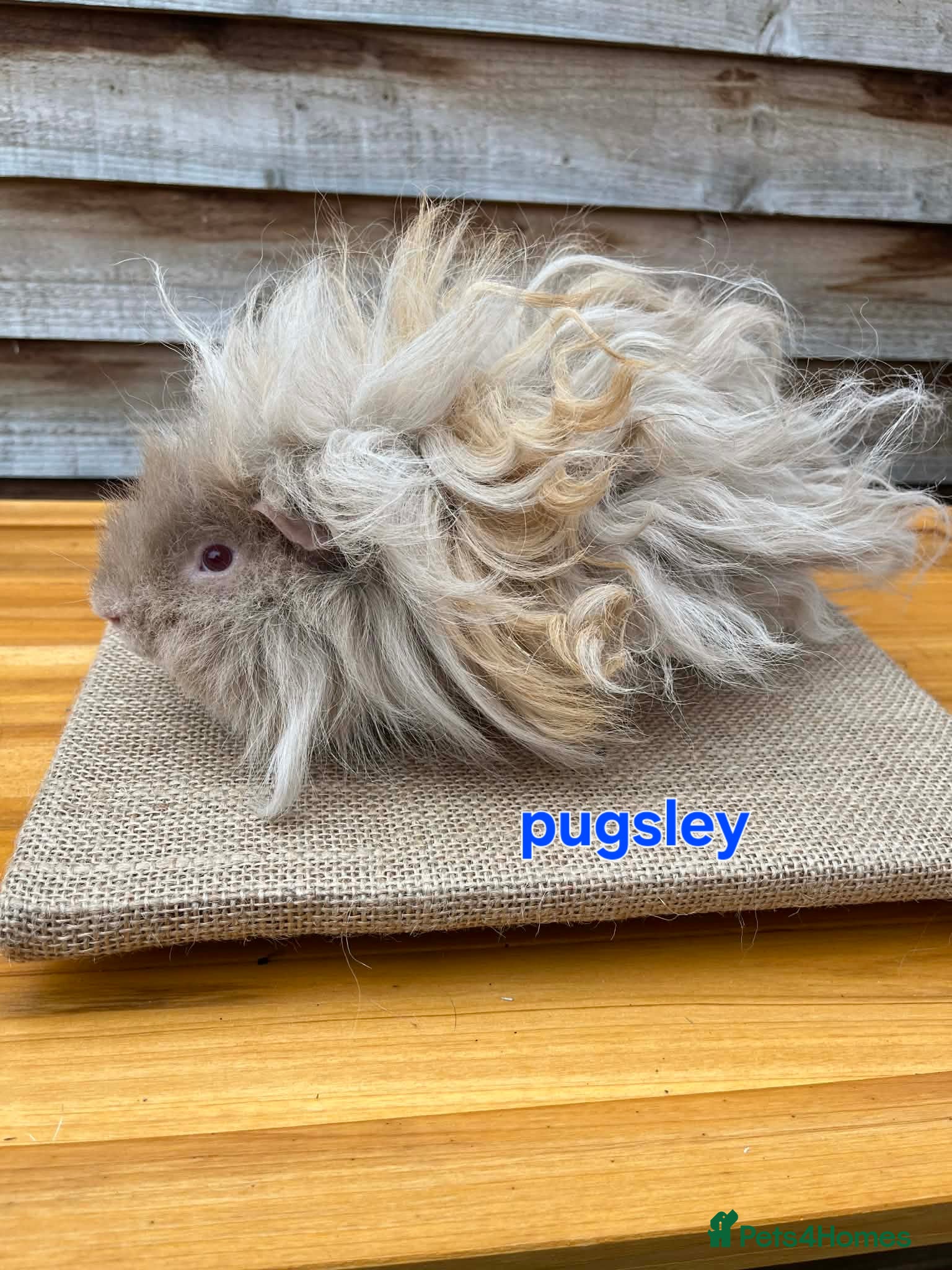 Guinea Pig rodents Lunkarya - Advert 12