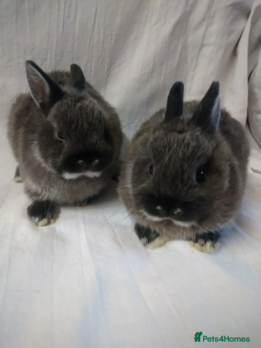 Netherland Dwarf rabbits for sale: netherland dwarf baby rabbits - Advert 2