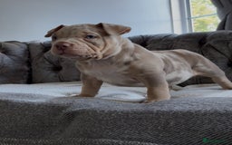 American Bully dogs for sale: ABKC REGISTERED POCKET BULLYS  - Image 3