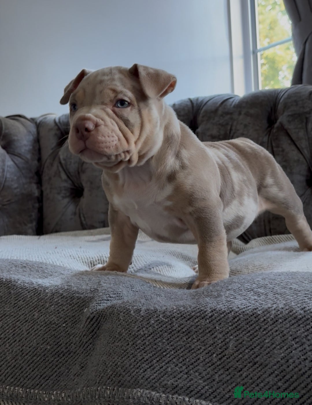 American Bully dogs for sale: ABKC REGISTERED POCKET BULLYS  - Image 3