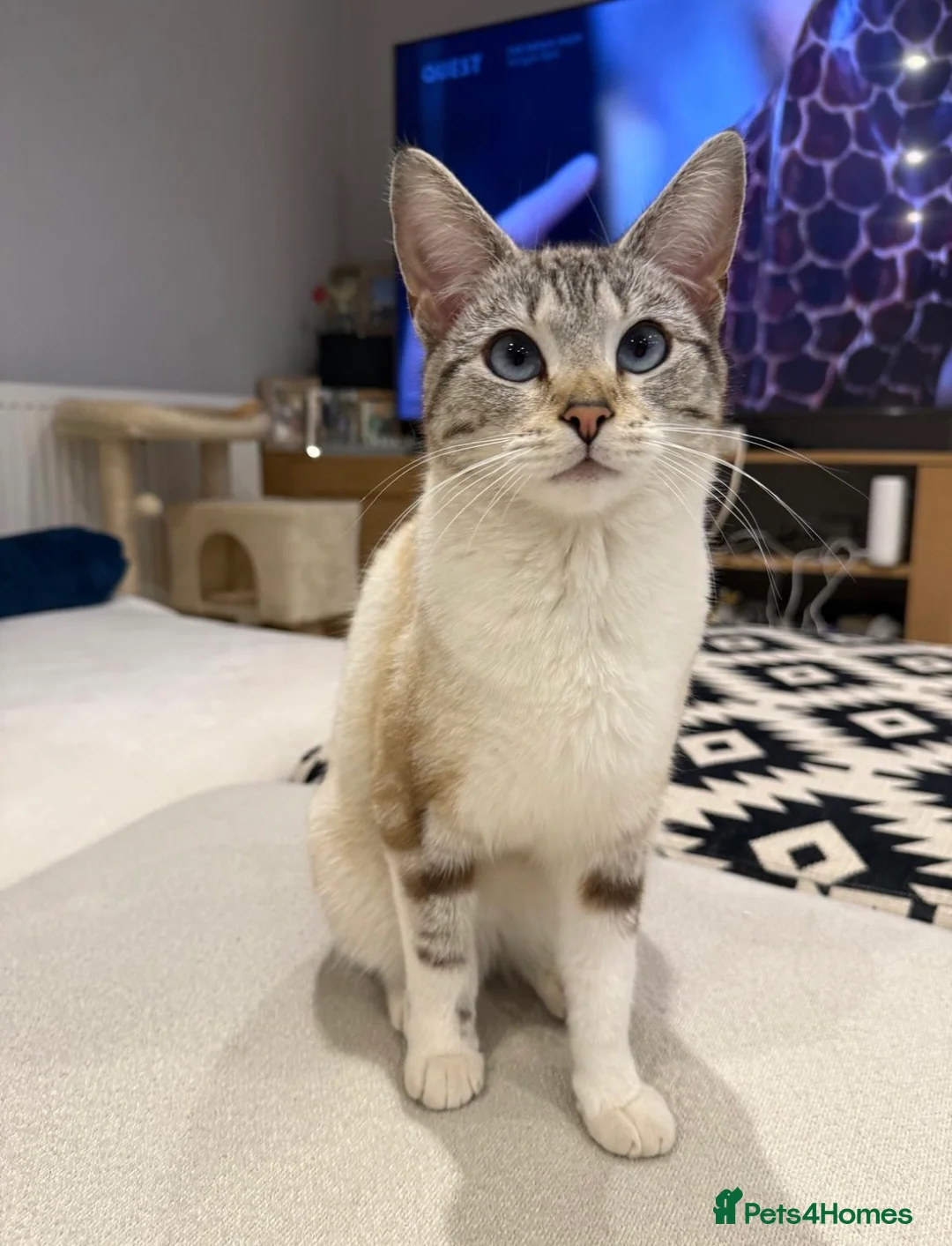 Mixed Breed cats for sale: Adorable Bengal Mix Kittens  - Advert 10
