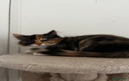 Ragcoon cats for sale: Beautiful ragcoon kittens - Image 18