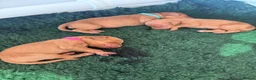 Hungarian Vizsla dogs for sale: Outstanding KC Registered Hungarian Vizsla Puppies - Advert 13