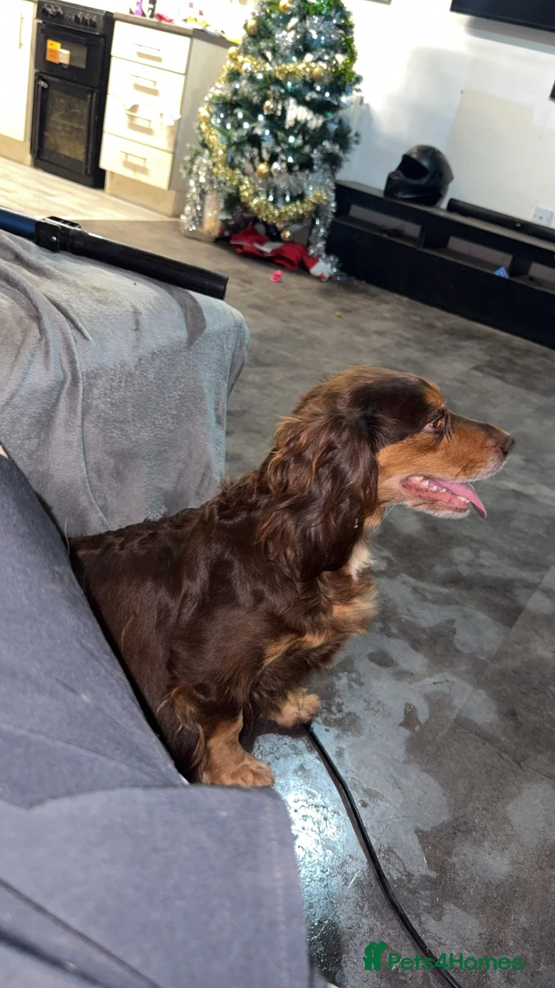 Cocker Spaniel dogs for sale: 1 cocker spaniel girl  left available  - Advert 9