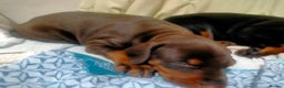 Dobermann dogs for sale: Dobermann puppies - Advert 19