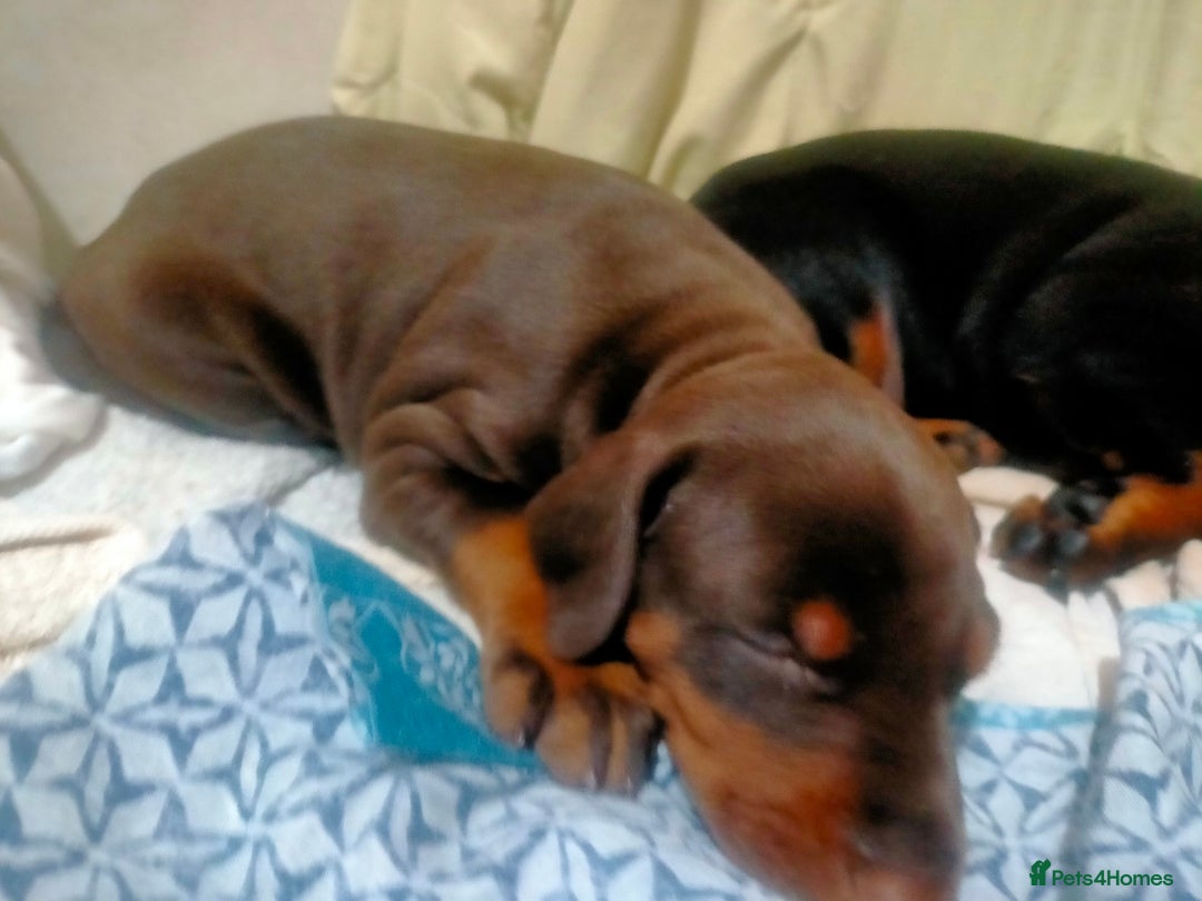 Dobermann dogs for sale: Dobermann puppies - Advert 19