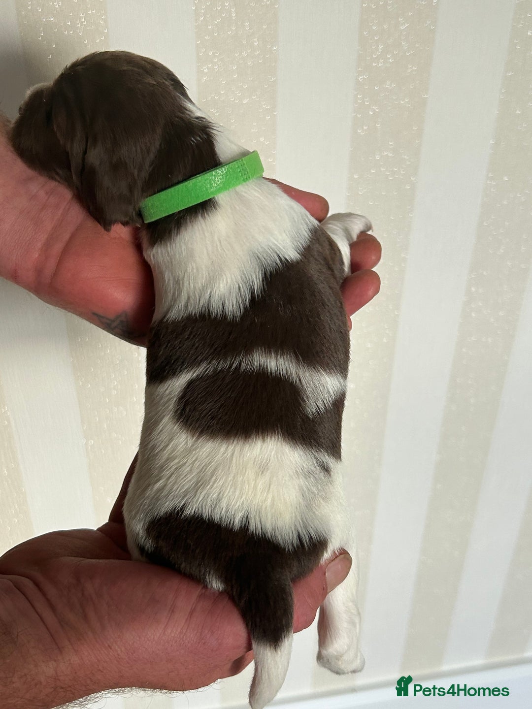 English Springer Spaniel dogs for sale: Gorgeous English Springer Spaniel Puppies - Advert 15