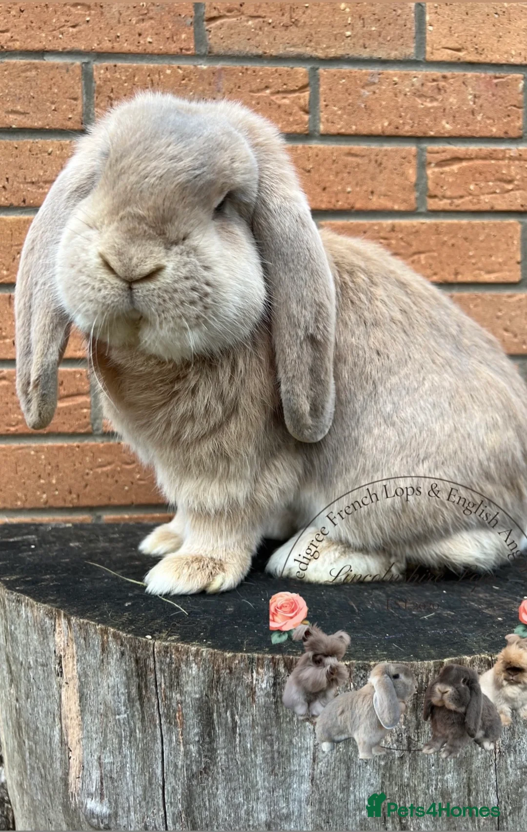 French Lop rabbits for sale: Adult French Lops  - Advert 1