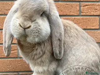 French Lop rabbits Adult French Lops - Advert 2