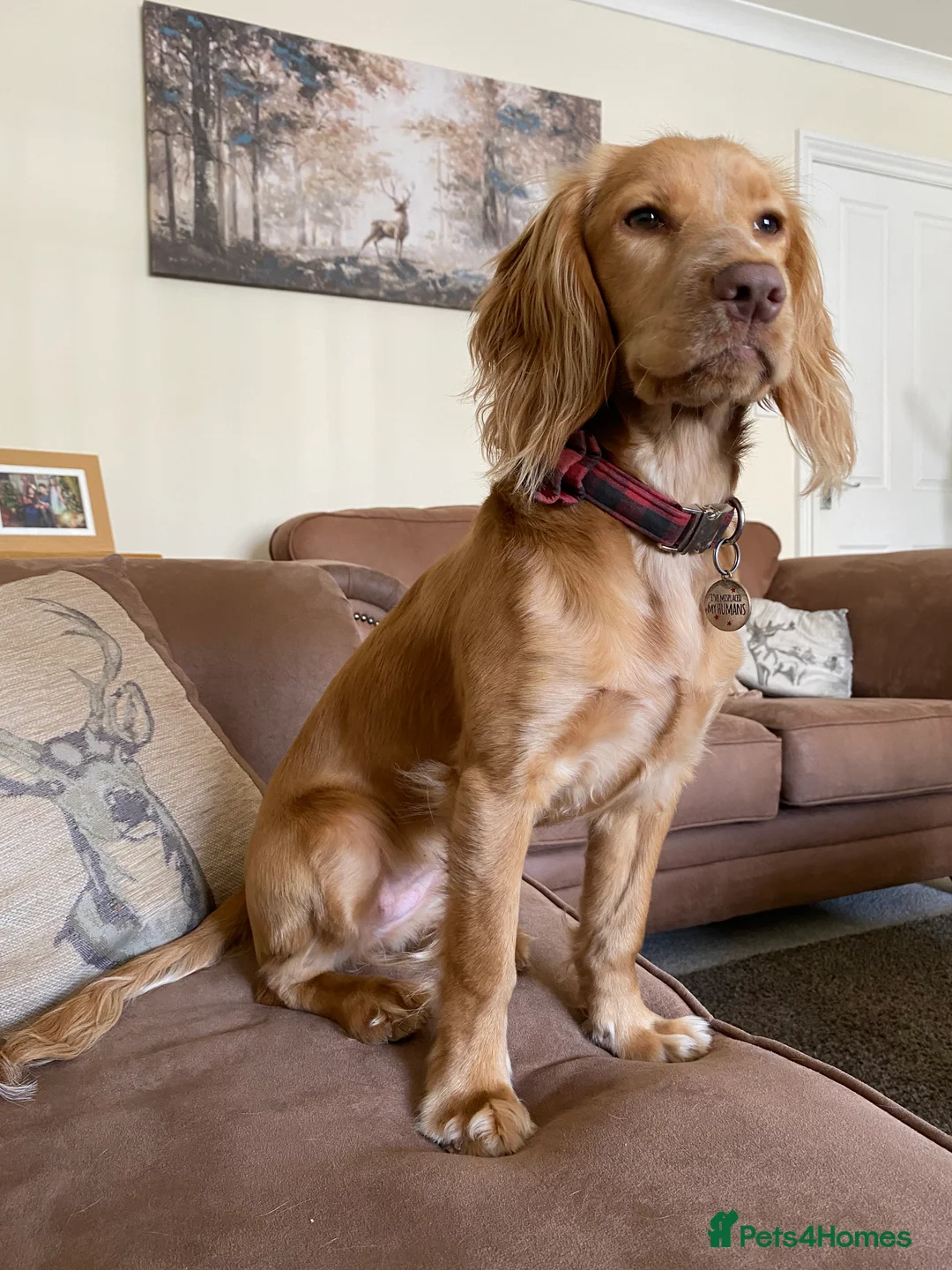 Cocker Spaniel dogs for sale: Cocker Spaniel girl looking for an amazing home - Advert 2