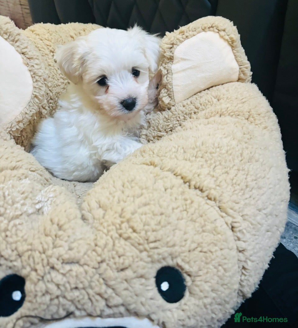 Mixed Breed dogs Maltese x coton de Tuléar beautiful puppies  - Advert 18