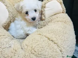 Mixed Breed dogs Maltese x coton de Tuléar beautiful puppies - Advert 18