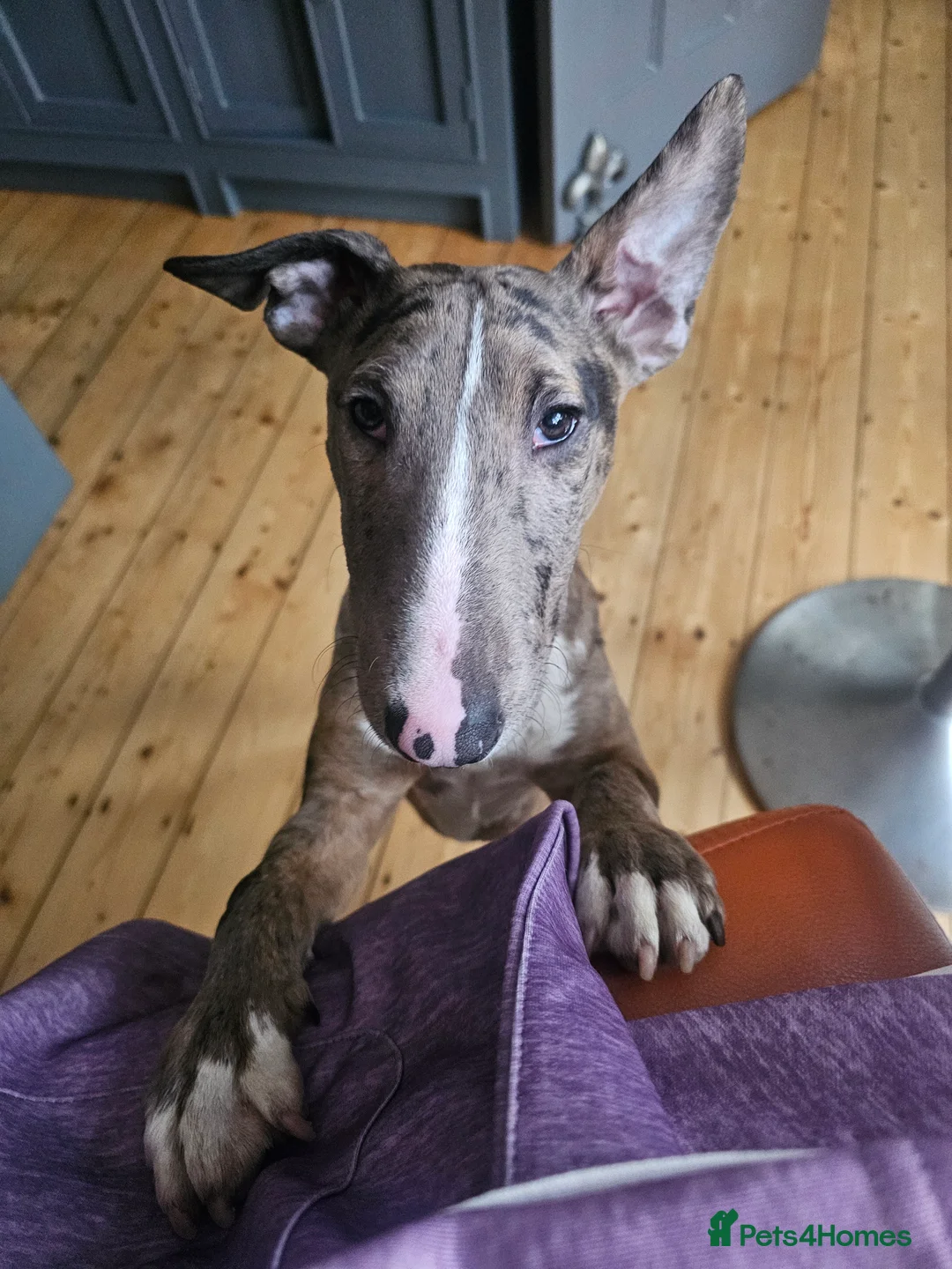 Miniature Bull terrier dogs for sale: Merle miniature english bull terrier  - Advert 2