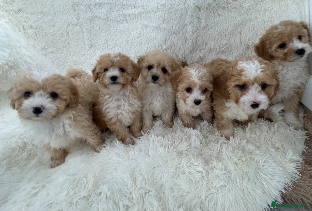 Maltipoo dogs for sale: 🐾 toy Maltipoo puppy’s 🐾 - Advert 2