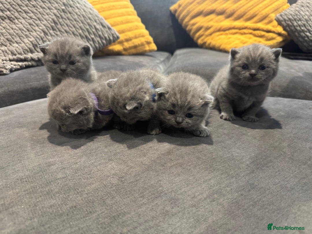 British Shorthair cats for sale: British short hair kittens  - Image 3