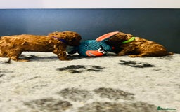 Toy Poodle dogs for sale: Tiny Toy Poodles - Advert 14