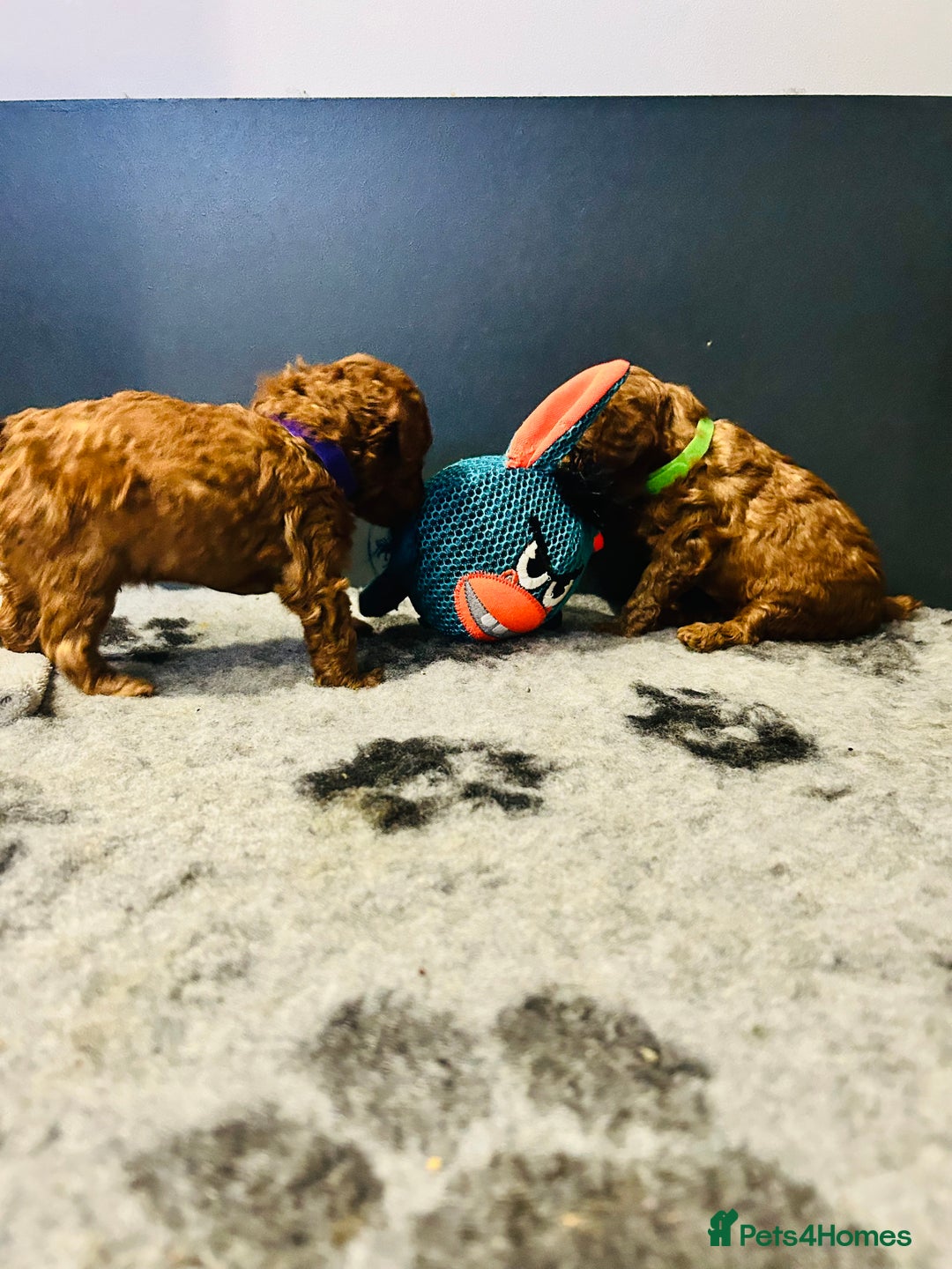 Toy Poodle dogs for sale: Tiny Toy Poodles - Advert 14