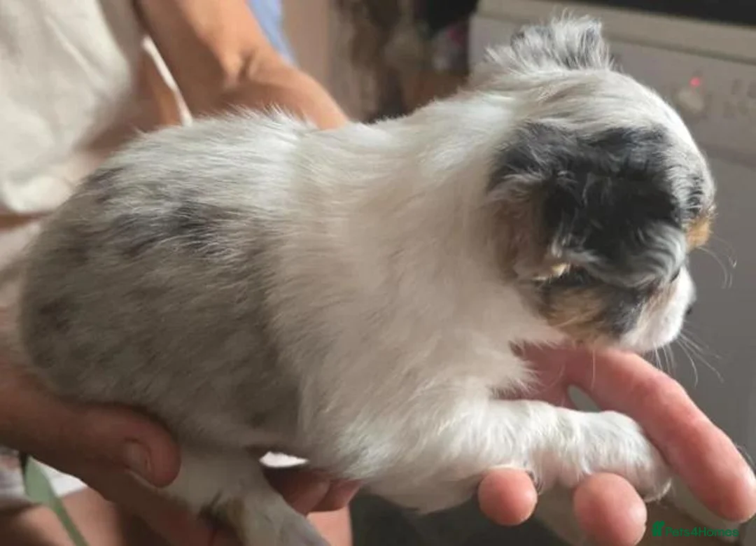 Chihuahua dogs for sale: Stunning long haired chihuahua - Advert 7