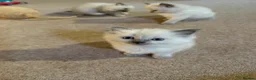 Ragdoll cats for sale: Pure Ragdolls Girl kittens - Advert 18