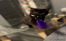 British Shorthair cats for sale: Black short hair kitten  - Image 3