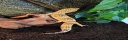 Leopard Gecko reptiles for sale: Leopard Gecko - Hi-Yellow morph, big boy! - Advert 6