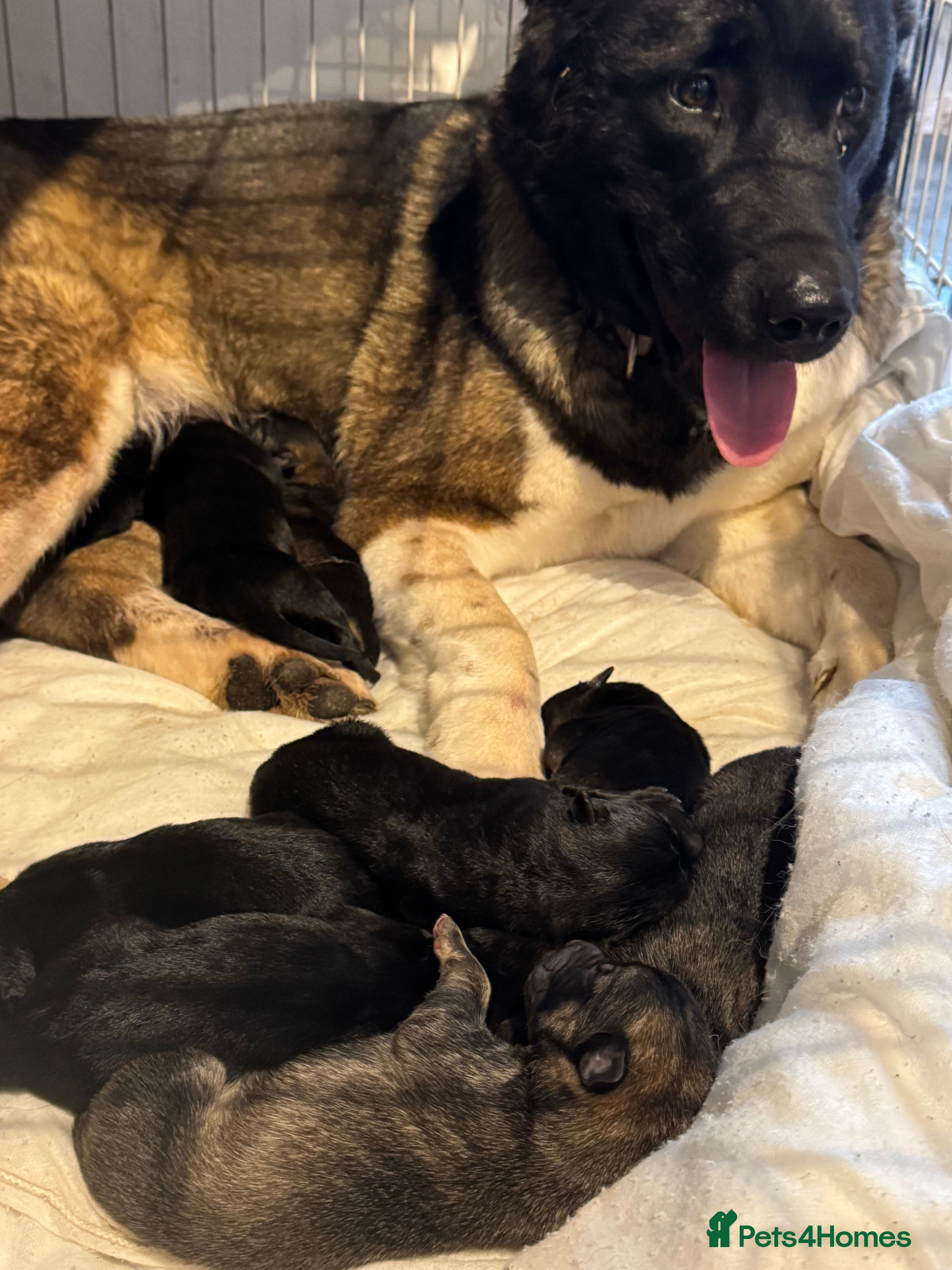 Mixed Breed dogs Akita x German shepherd puppies - Advert 1
