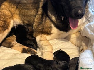 Mixed Breed dogs Akita x German shepherd puppies - Advert 7