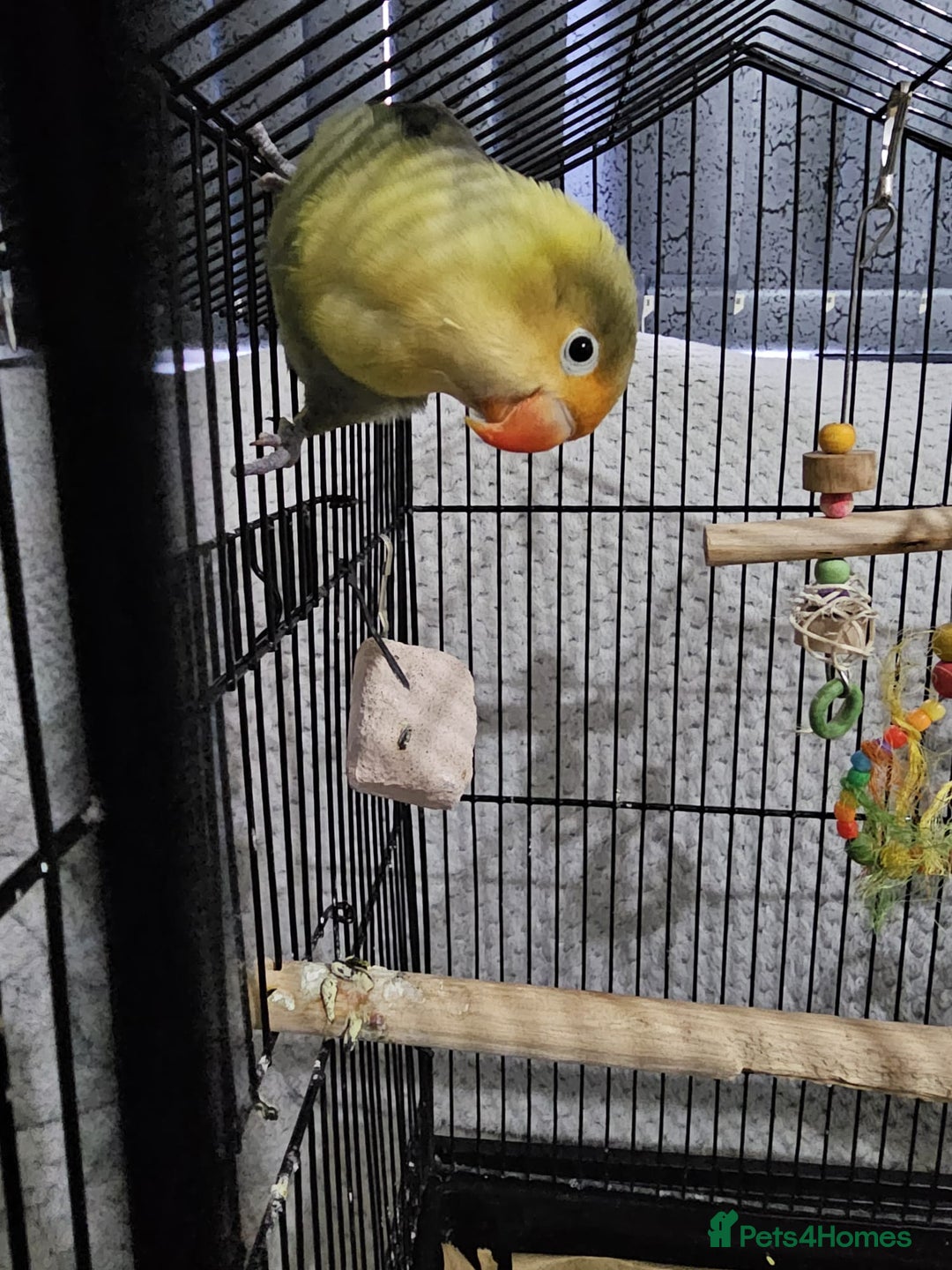 Lovebirds birds for sale: Lovebird - Advert 3