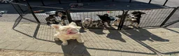 French Bulldog dogs for sale: Fluffy French bulldog KC registered - Advert 8