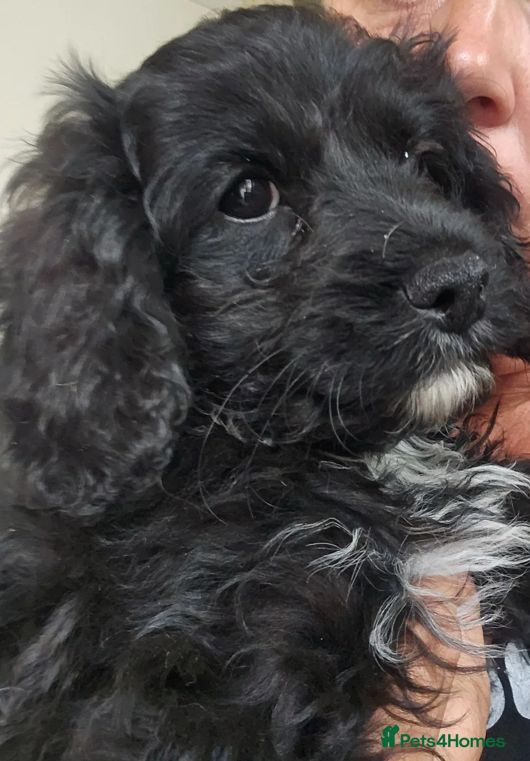 Cavapoo dogs for sale: Cavapoo f1 health tested boy - Advert 2