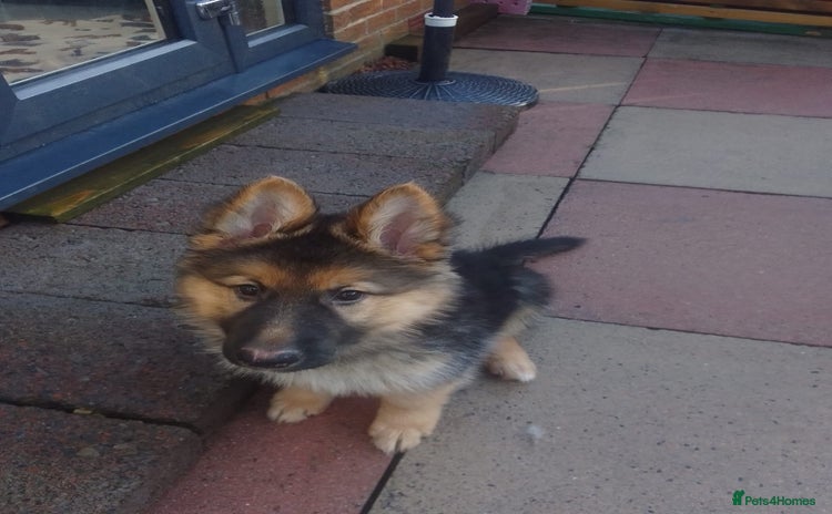 German Shepherd dogs KC Registered German Shepherd Puppies - Advert 11