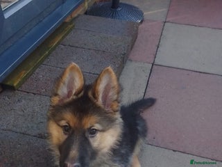 German Shepherd dogs KC Registered German Shepherd Puppies - Advert 6