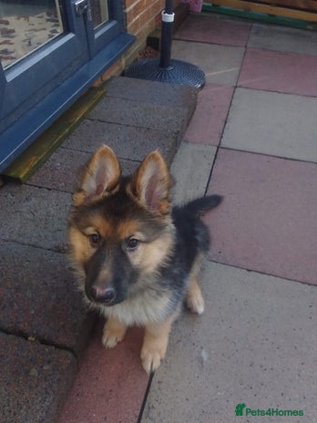 German Shepherd dogs KC Registered German Shepherd Puppies - Advert 11